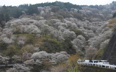 吉野24