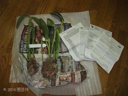 アメリカからカトレアが到着 20141002-2