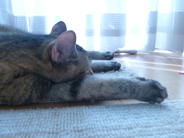 P1010139.JPG
