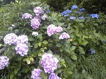 紫陽花.jpg