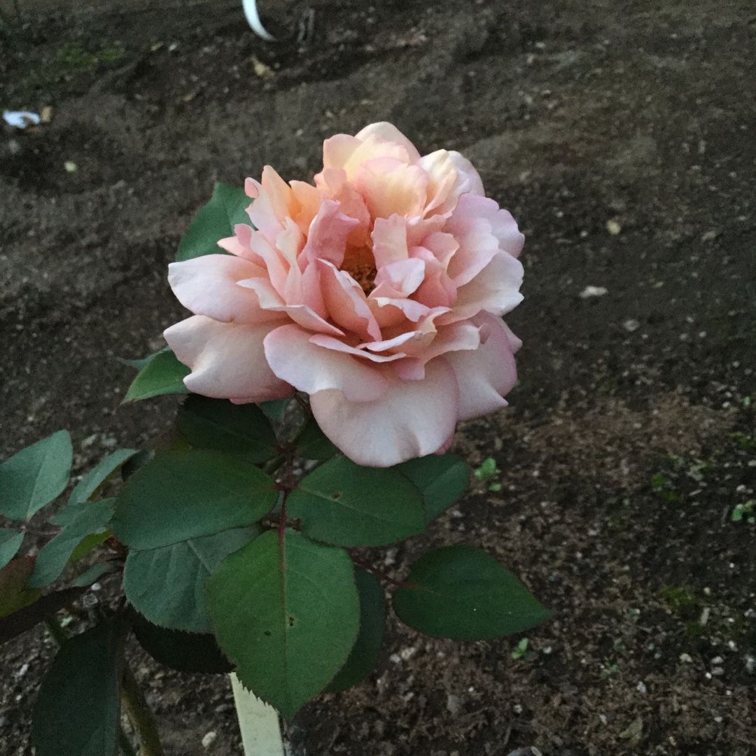 マロン 地植えバラ6品種と宿根草も色々植えました ばらと猫とフラメンコ 楽天ブログ