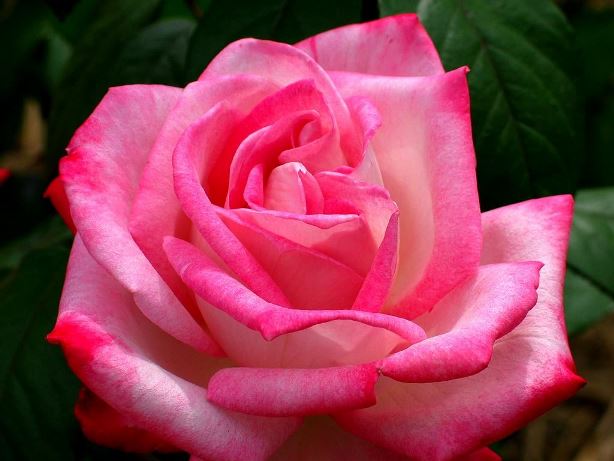 薔薇.jpg