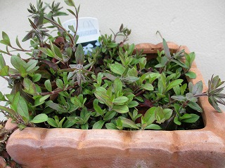 IMG_8639ss.jpg