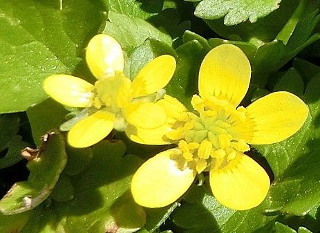 今日から入院 キツネノボタン キショウブ だい のひとりごと 楽天ブログ 今日から入院 キツネノボタン キショウブ だい のひとりごと 楽天ブログ