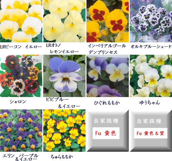 今日の種まきビオラとパンジー