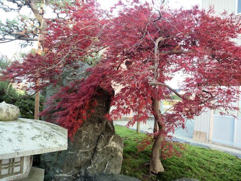 紅葉.JPG