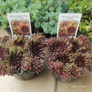 センペルビウム「ギャラクシースター」 | ROSE HOUSE