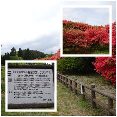 船窪つつじ公園 丸木舟の感想2 楽天ブログ