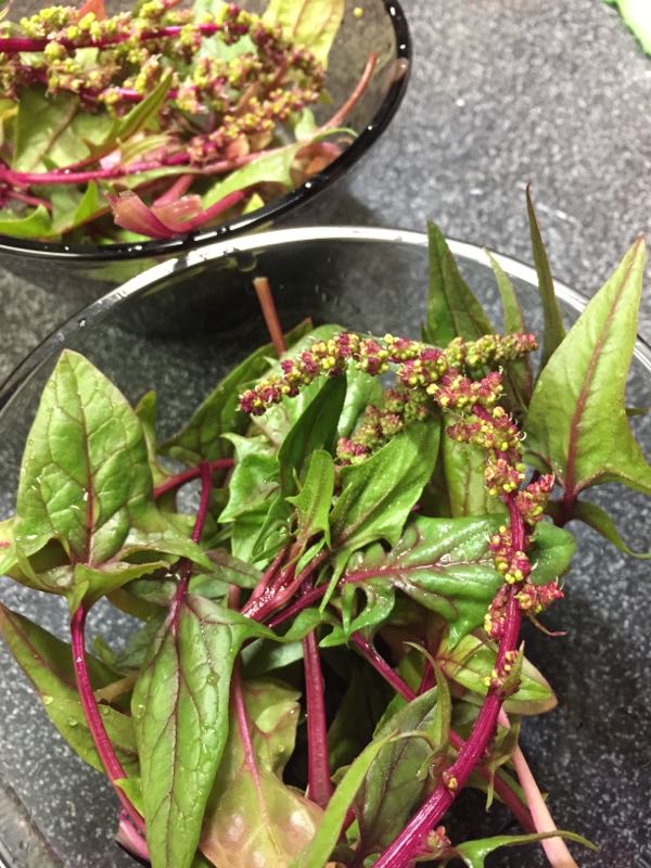 赤軸サラダほうれん草を花ごと食べる Papuchi Home 楽天ブログ