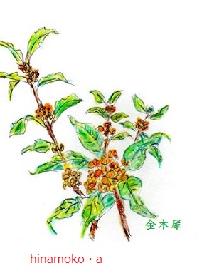キンモクセン.jpg