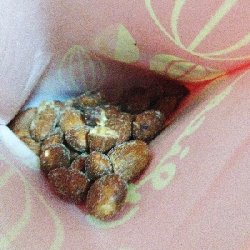 東京おかしランド　東京お菓子ランド　アーモンド