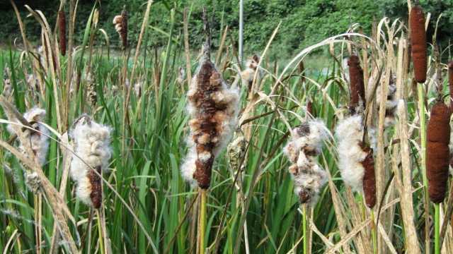 ガマの穂 幡谷自然農園 日記 楽天ブログ