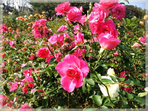 秋バラ・フラワーセンター大船植物園