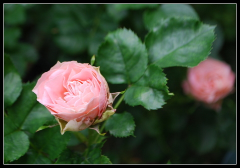 DSC_0027.JPG