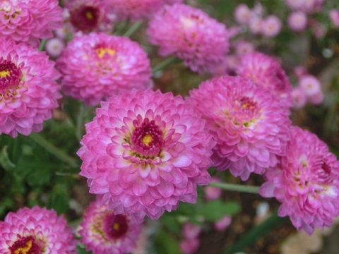 キャットテールの冬越し準備 また小菊 一歩前へ 静かな時が流れる 風の庭 楽天ブログ