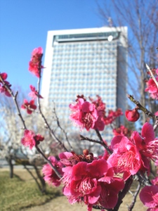 茨城県庁と梅の花