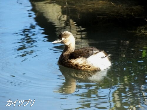 カイツブリ