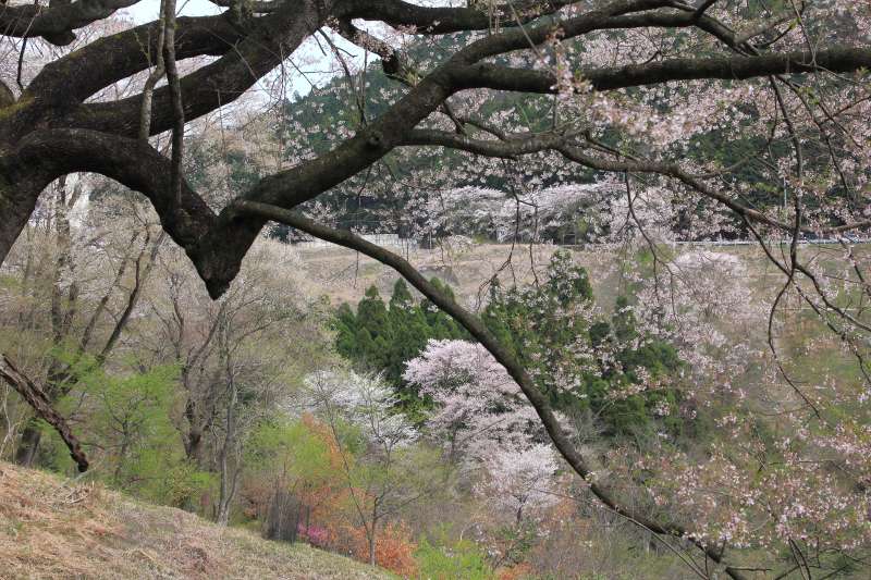 黒川桜の森_009桜の森から国道遠望.jpg