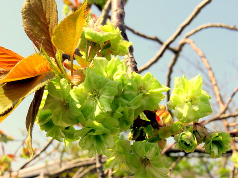 御衣黄桜-2