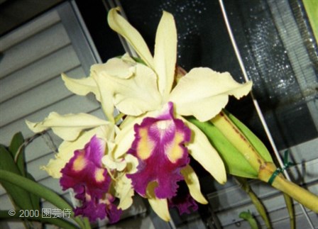 C. dowiana aurea 'Young's Var.' 200008