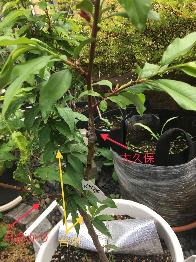 おはつ桃 台木 に大久保 ツキアカリを長枝の緑枝接ぎをしていた Oystaronのブログ 楽天ブログ