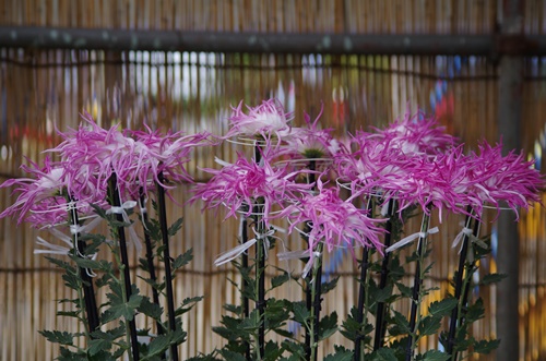 東京都観光菊花大会