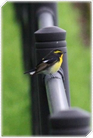 地場産-12 キビタキ オス-2 13.4.30