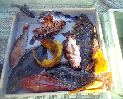 日立釣果11-25-2012.jpg