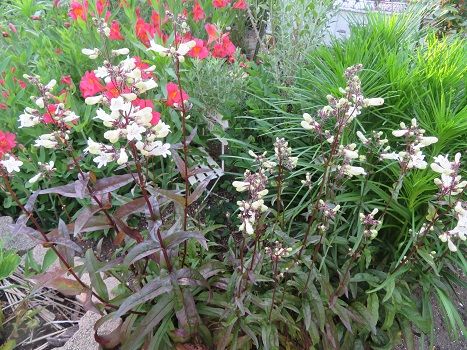 ペンステモンハスカーレッド 蛍の季節です 静かな時が流れる 風の庭 楽天ブログ