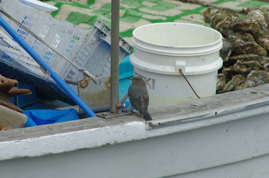 IMGP8090.JPG