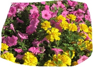花２.jpg