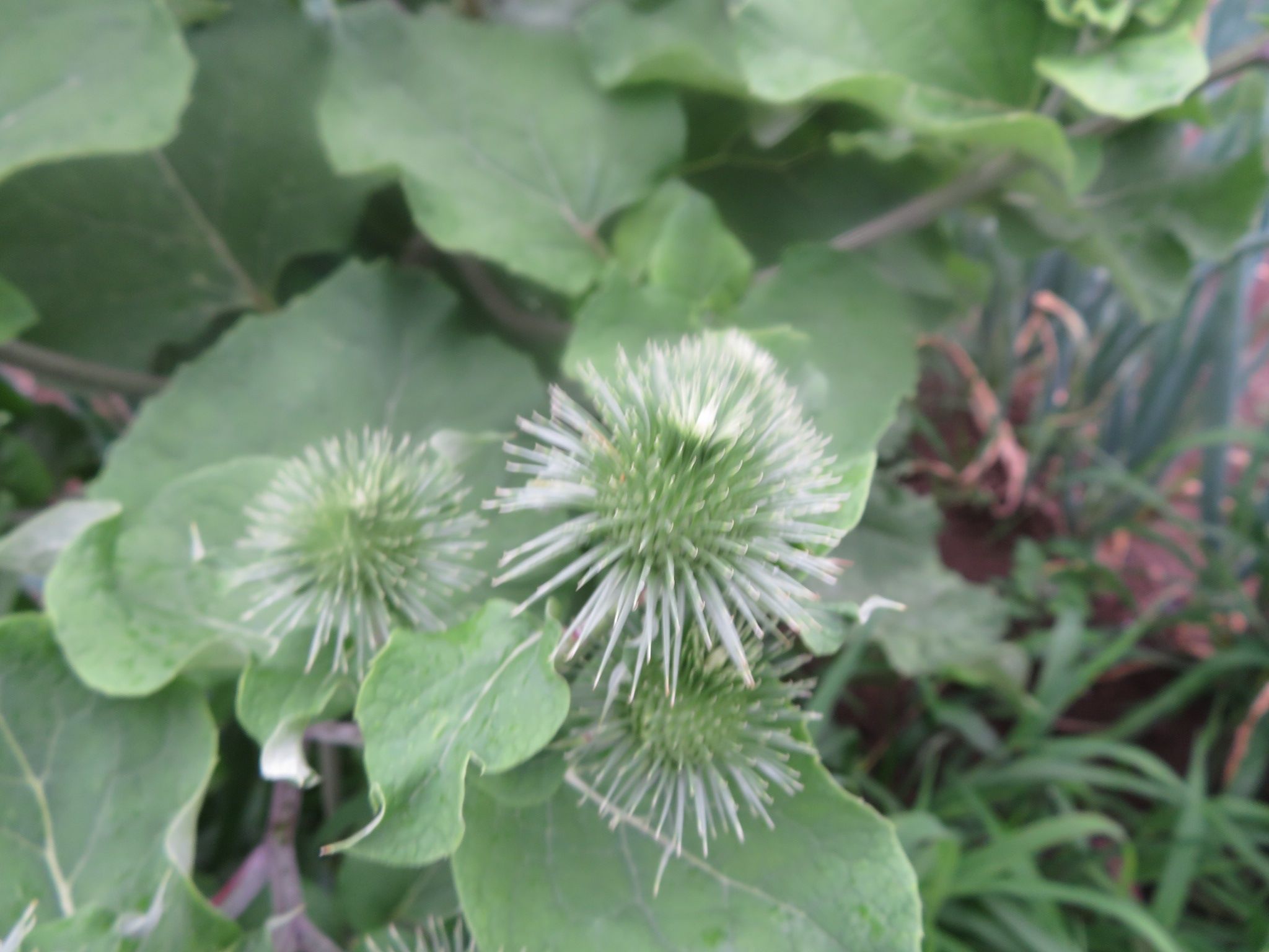 ゴボウのつぼみ じききれいな花が開きます 私と陶芸 楽天ブログ