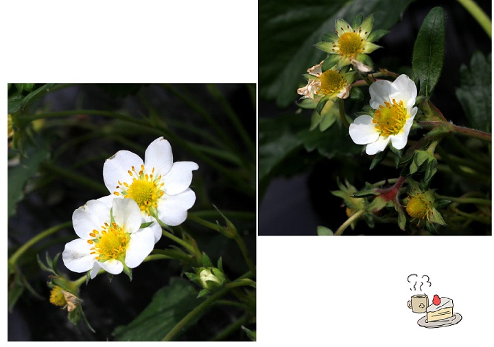 苺の花.jpg
