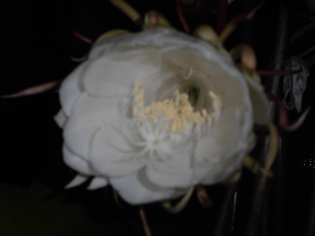 CIMG0402.JPG