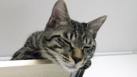 すずひめ　12月17日　アップ.jpg