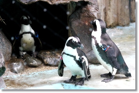 東京旅行-104 ケープペンギン-4 13.10.5