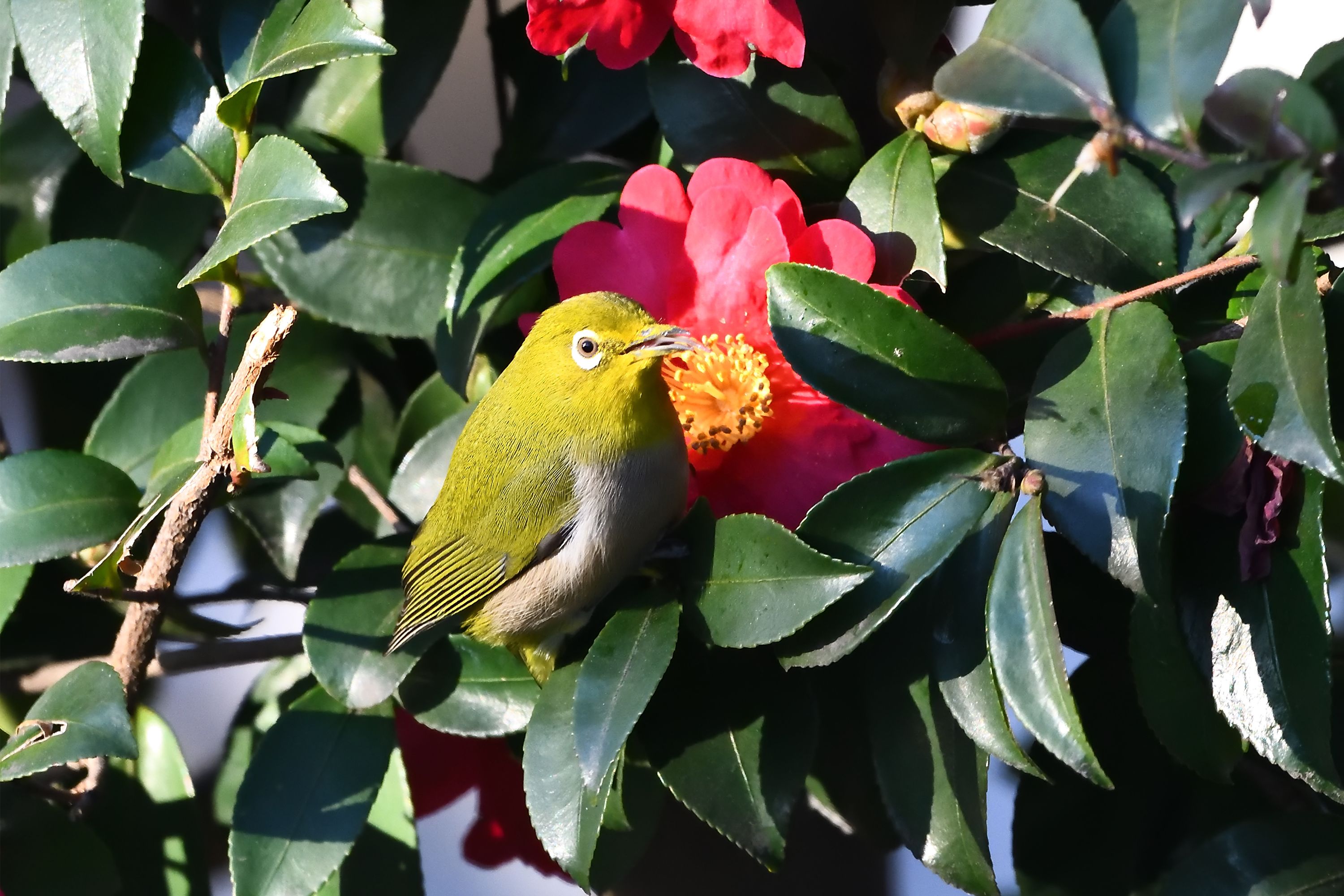 京都の都市公園の野鳥たち 冬の終わりにメジロさん 野鳥との日常生活を綴る 楽天ブログ