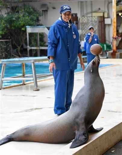 ラグビー応援アニマル 下田湾一望の宿 ホテル山田屋のブログ 楽天ブログ