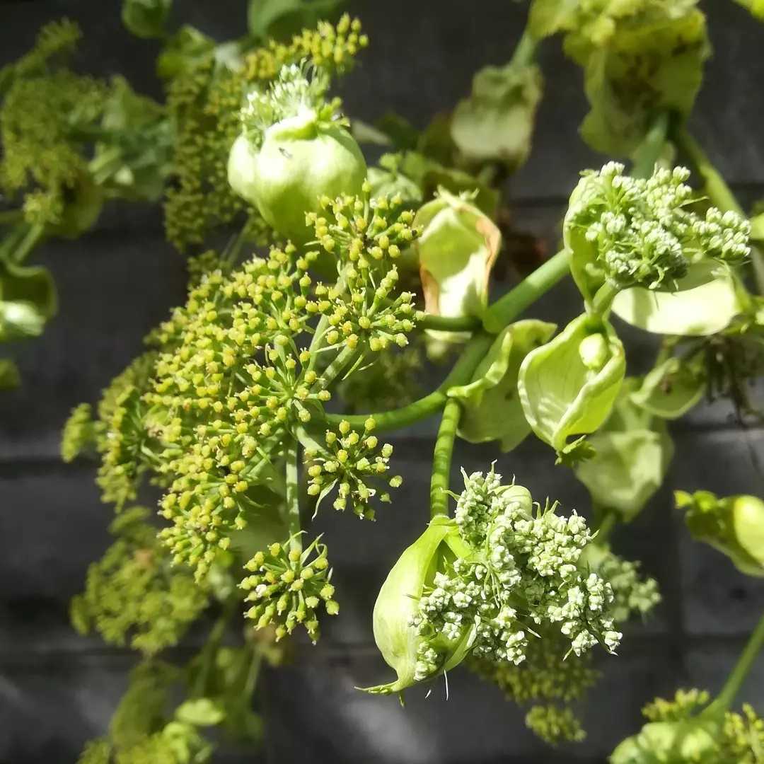 4ページ目の 今の時期に咲く花 びいとるのブログ 楽天ブログ