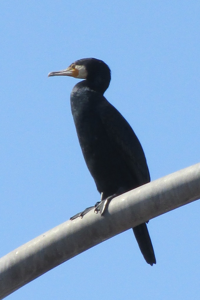 ウミウ（海鵜）？