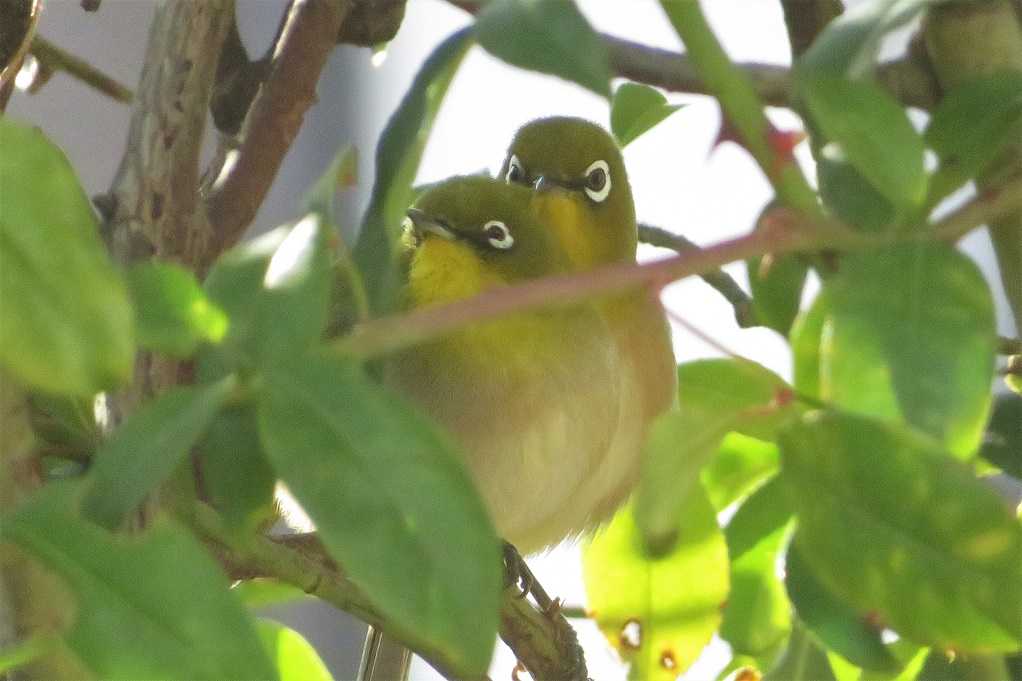庭の鳥;蜜柑メジロ、仲良しメシロ、ジョウビタキ♂♀、シジュウカラ。 | 大分金太郎の花鳥蝶月 - 楽天ブログ