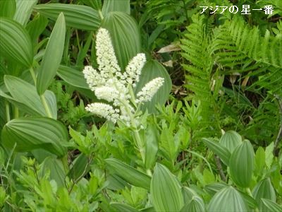 20160702 霧ヶ峰湿原5