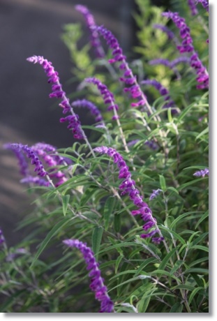 メキシカンセージ-1 13.9.18