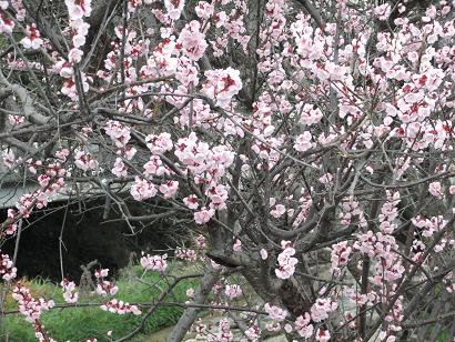 DSCF2827.jpg