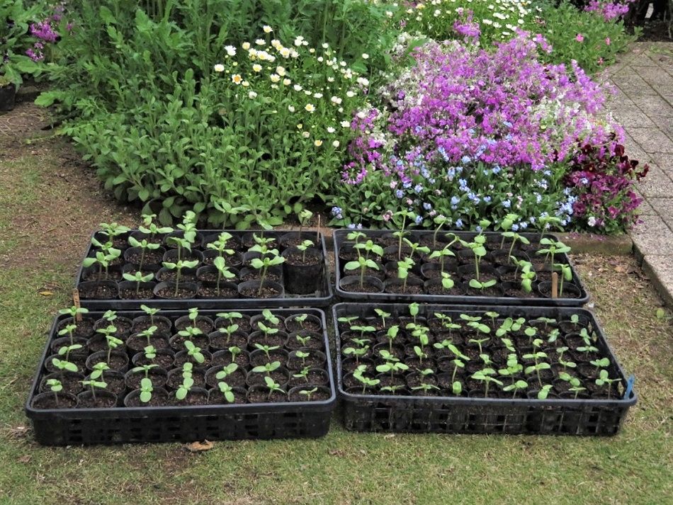 ヒマワリの苗のポット移植 庭でツバメとエナガ 大分金太郎の花鳥蝶月 楽天ブログ