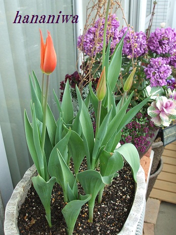 バレリーナ蕾１２０４０２.JPG