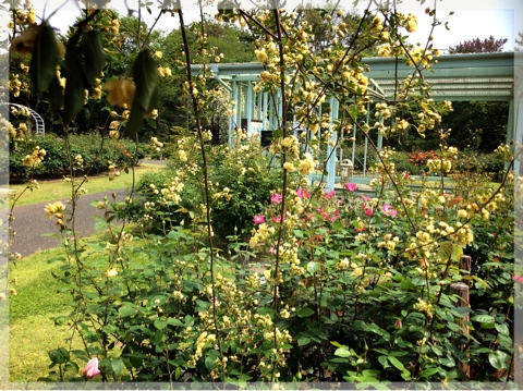 バラ・フラワーセンター大船植物園