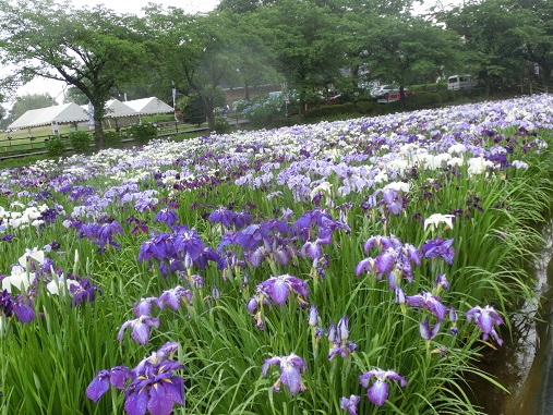 赤堀花菖蒲園