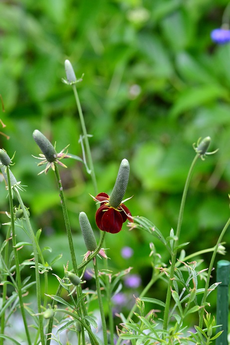 DSC_0142.JPG