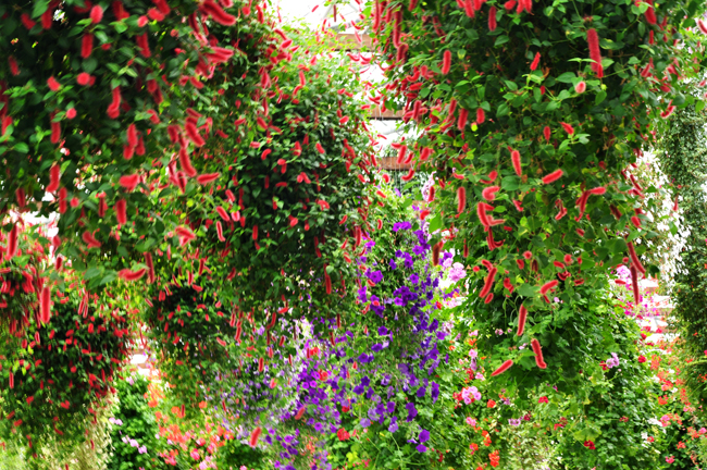花３
